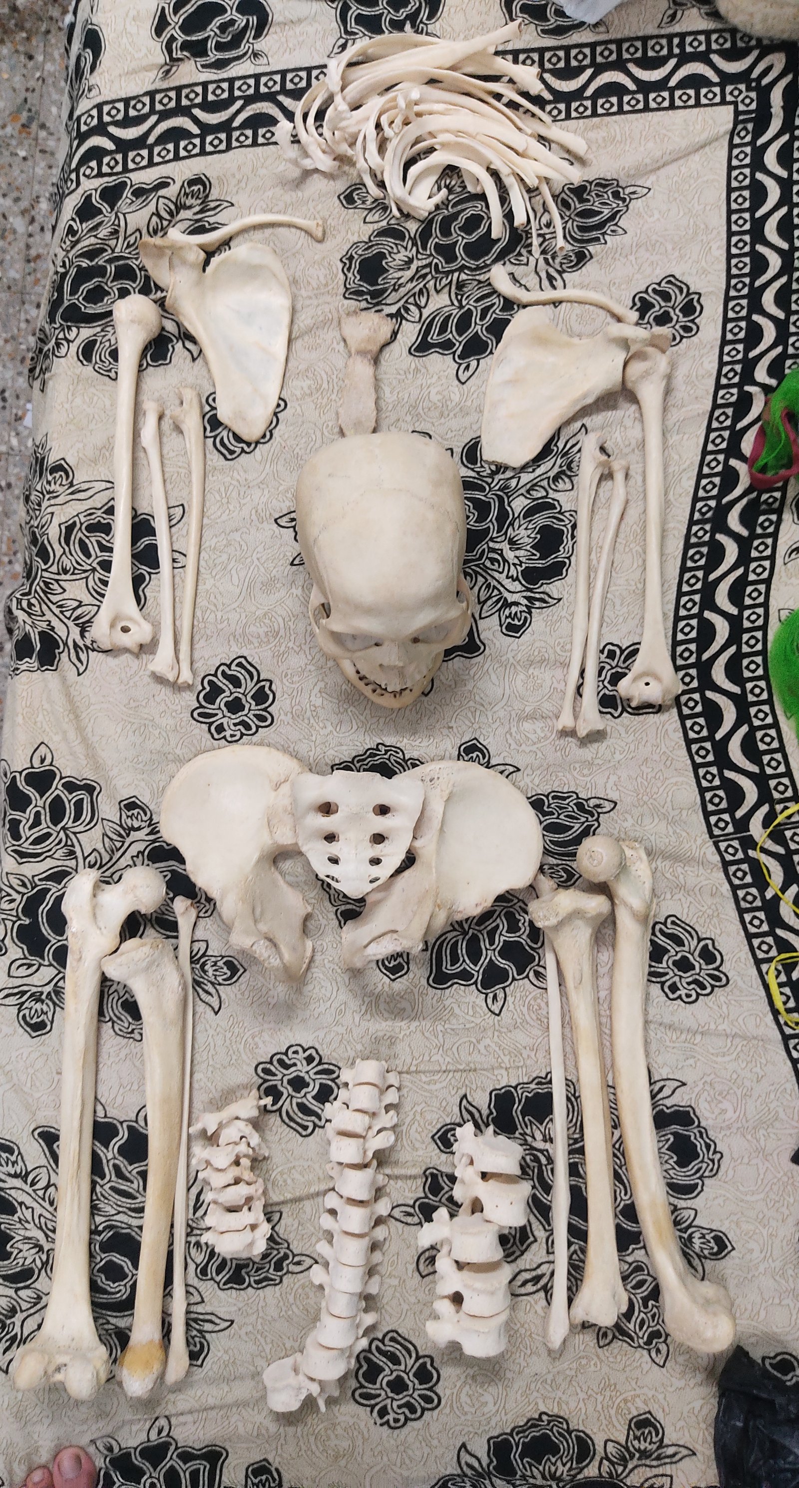 Bilateral articulated skull boneset
